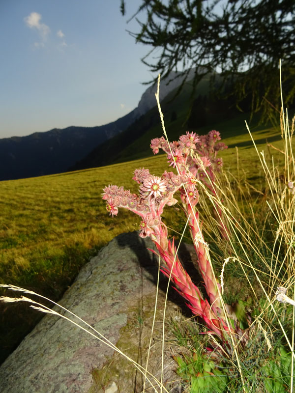 Sempervivum tectorum - Crassulaceae